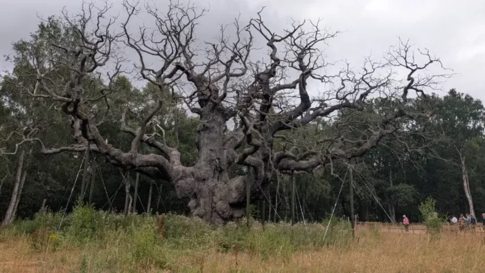 Major Oak